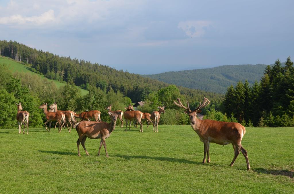 Wildwiesenhof Miesenbach  외부 사진